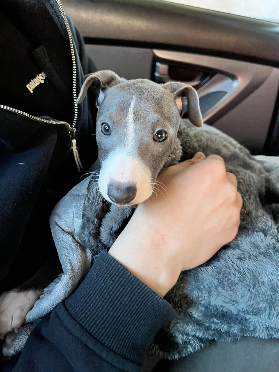 Baby Zuko swaddled in his first little blanket in the car during the day being brought home.