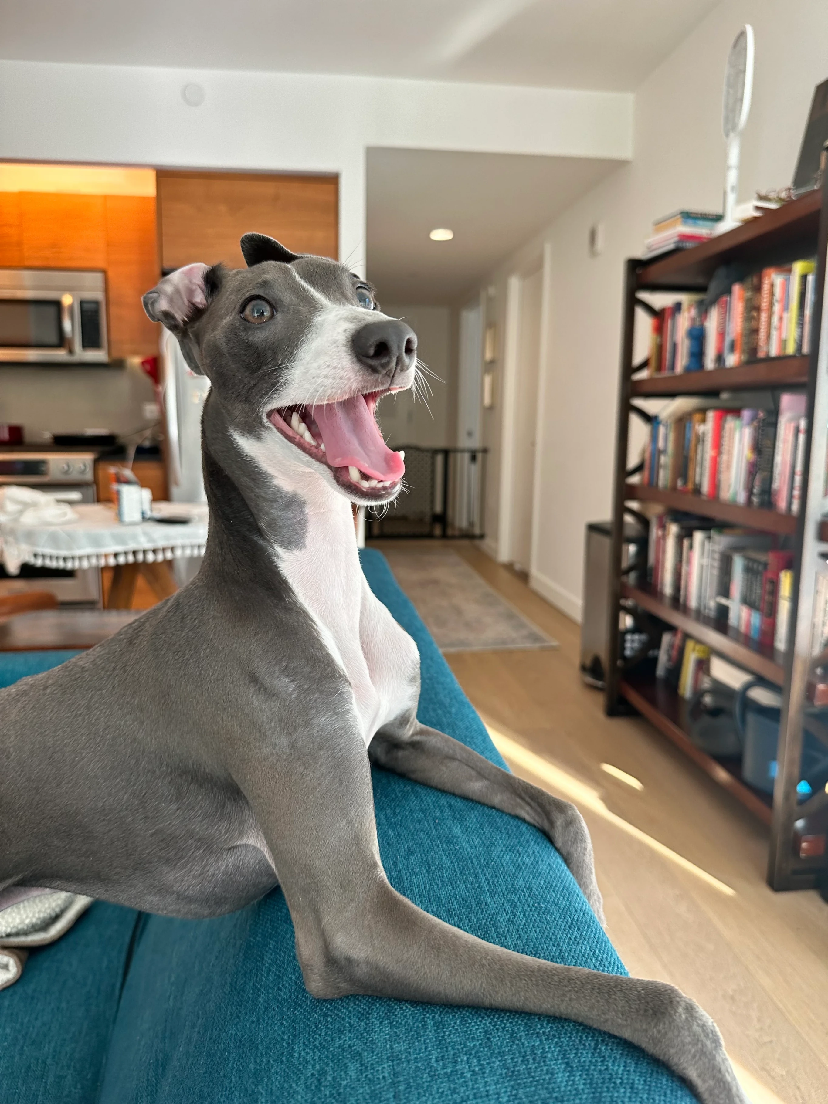 Zuko inside an apartment during the day on the couch with his elbows draped over the back of the couch and mouth open because he is a bit tired from playing.
