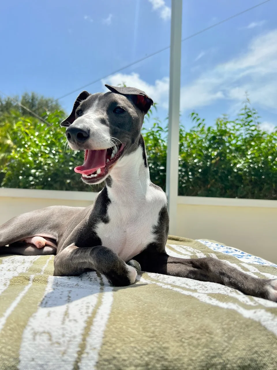Zuko laying down in the sun, outside on a clear day with his tongue out because he is roasting himself.